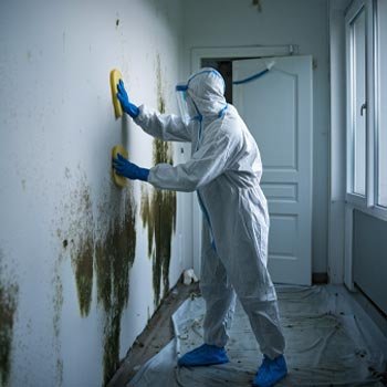 Cleveland Mold Remediation